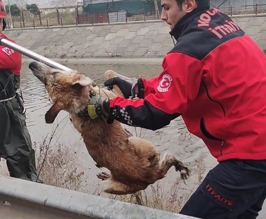 Dereye düşen köpeği itfaiye ekipleri son anda kurtardı