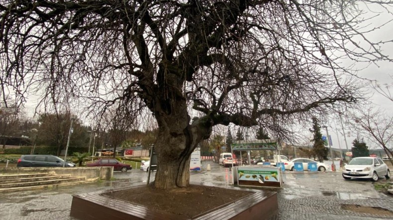 İzmit Körfezi’nin dibinde, 4 buçuk asırdır ayakta duruyor