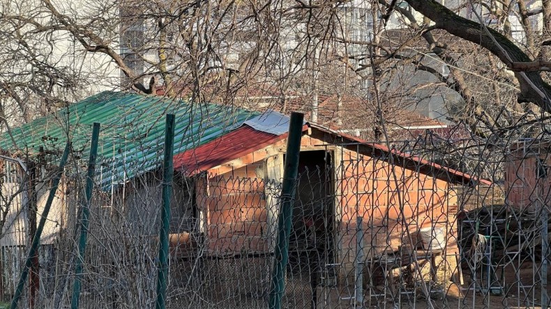 Ahırda hareketsiz halde bulundu!