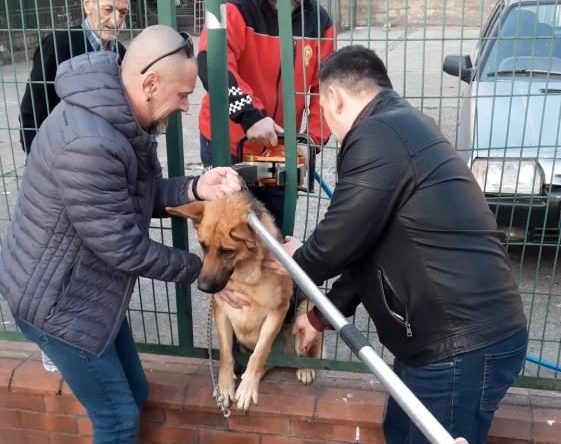 Tel örgülerin arasına sıkışan köpek kurtarıldı