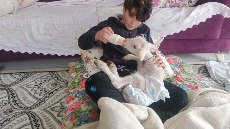 Annesini köpekler parçaladı, o kuzuya evde bakıyorlar