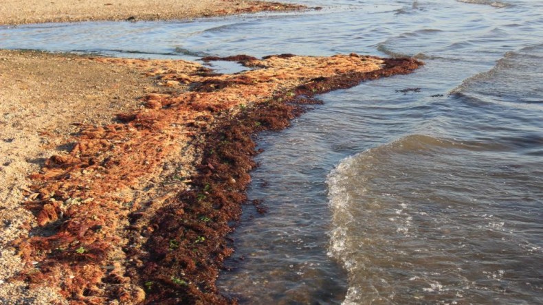İzmit Körfezi’nde kırmızı yosunlarla kaplandı