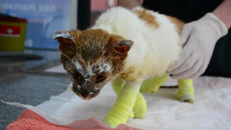 Kimyasal maddelere bulaşan kedinin zorlu yaşam mücadelesi