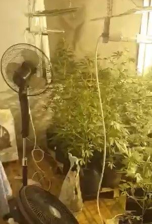 O evde 50 kök kenevir ele geçirildi