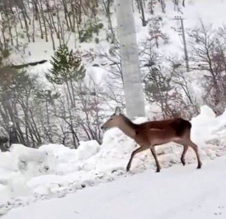 Karda yiyecek bulamayan geyik mahalleye indi