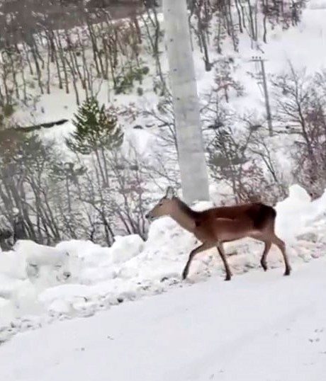 Karda yiyecek bulamayan geyik mahalleye indi