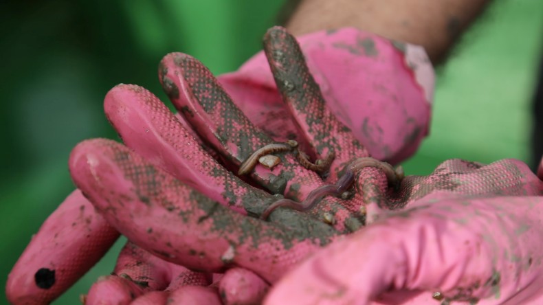 İzmit Körfezi’nde biyoçeşitliliğin tespiti
