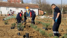 Gündoğdu lavanta ile canlandırılacak