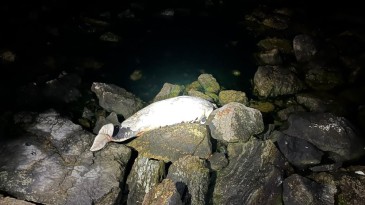 Kocaeli’de ölü yunus sahile vurdu