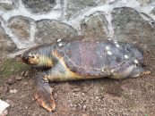 Sayısı gittikçe azalıyor: 100 kiloluk deniz kaplumbağası kıyıya vurdu