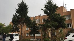 İzmit Belediyesi tehlike arz eden ağaçlara müdahale edecek