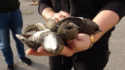 Kocaeli’de hayrete düşüren olay: 8 ebabil kuşu telef oldu