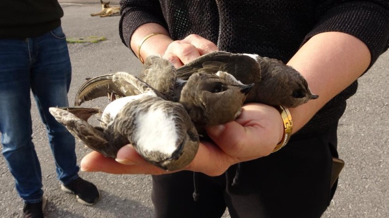 Kocaeli’de hayrete düşüren olay: 8 ebabil kuşu telef oldu