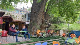 Tarihi çınar ağacı yıllara meydan okuyor