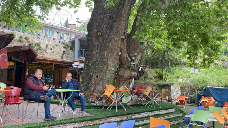 Tarihi çınar ağacı yıllara meydan okuyor