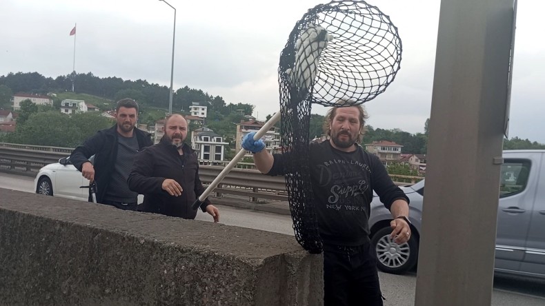 Beton bariyerlere sıkışan kedi için trafiği durdurdular: “Helal olsun size”