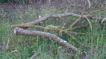 İlginç hırsızlık: 150 yıllık çınar ağaçlarını çaldılar