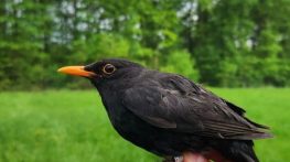 Ormanya Kuş Halkalama İstasyonu kuruldu