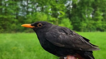 Ormanya Kuş Halkalama İstasyonu kuruldu