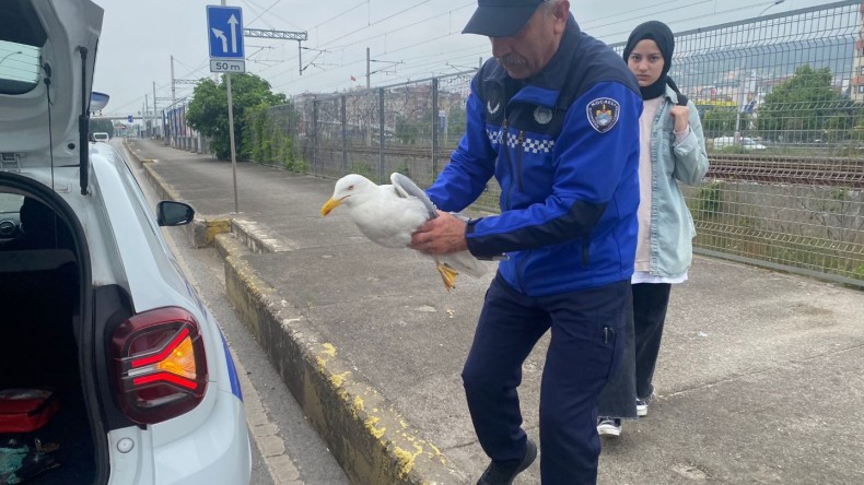 Yaralı martıya Büyükşehir şefkati