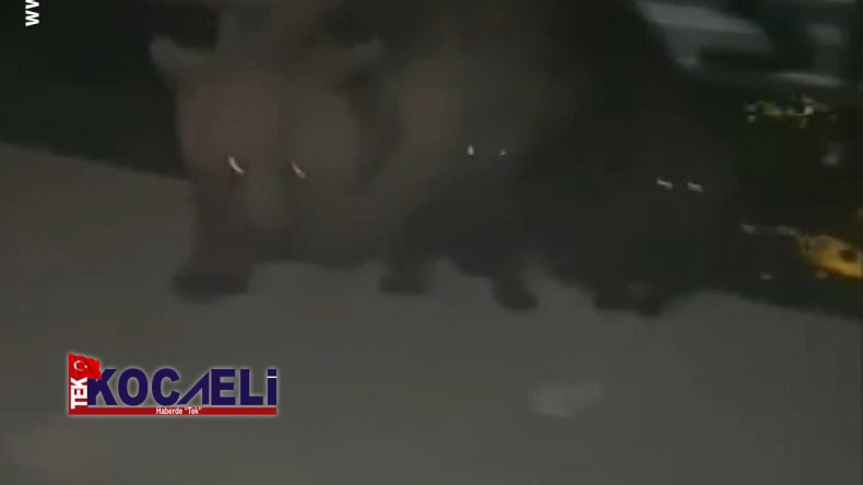 Korku dolu anlar; Evli çift ayı saldırısına uğradı