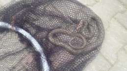 Balyanoz Koyu’nda yılan paniği