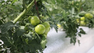 Türkiye’de ilk olan sistemin mahsulleri büyüdü, hasat şenlikle başlayacak