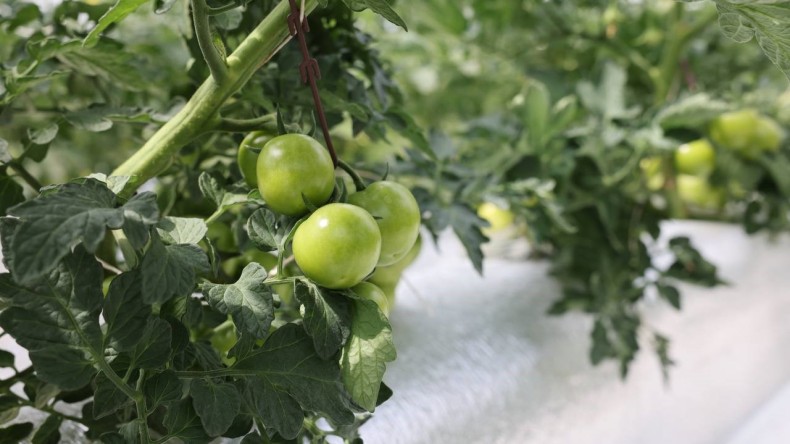 Türkiye’de ilk olan sistemin mahsulleri büyüdü, hasat şenlikle başlayacak