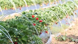 İzmit Belediyesi duyurdu; Çilek Hasadı Ertelendi