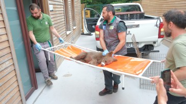 Yaralı yavru ayı için seferber oldular