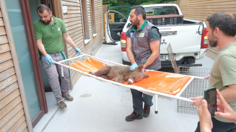 Yaralı yavru ayı için seferber oldular