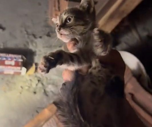 İtfaiye eri iple indi, yavru kedi mahsur kaldığı yerden böyle kurtarıldı