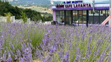 Gülümse Kafe Lavanta ‘Yaza Merhaba’ Dedi