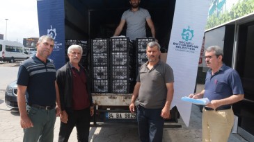 Kocaeli’de Üreticilere 118 Bin Çilek Fidesi Dağıtıldı