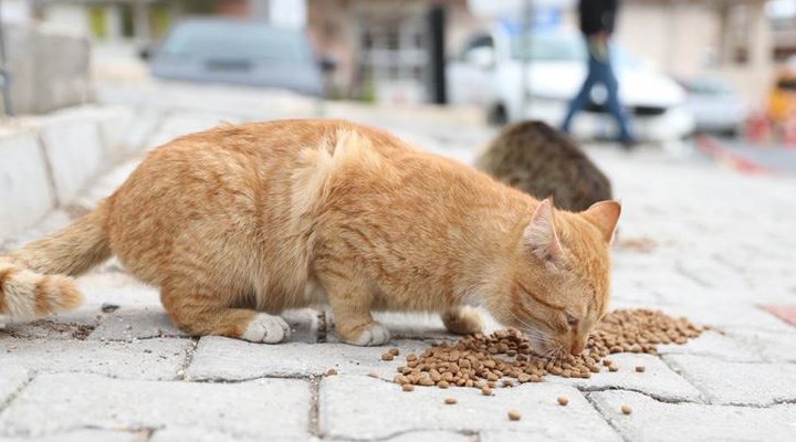 İzmit esnafı sokaktaki dostlarını unutmuyor