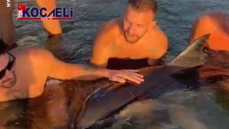 Denizin içinde yaralı Yunus için seferber oldular