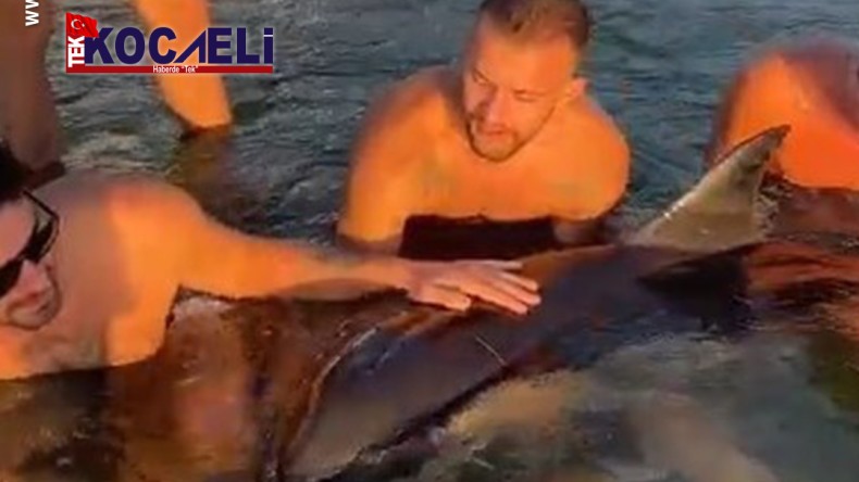 Denizin içinde yaralı Yunus için seferber oldular