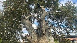 850 yıldır tarihe tanıklık ediyor