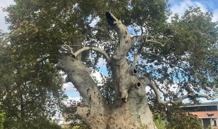 850 yıldır tarihe tanıklık ediyor