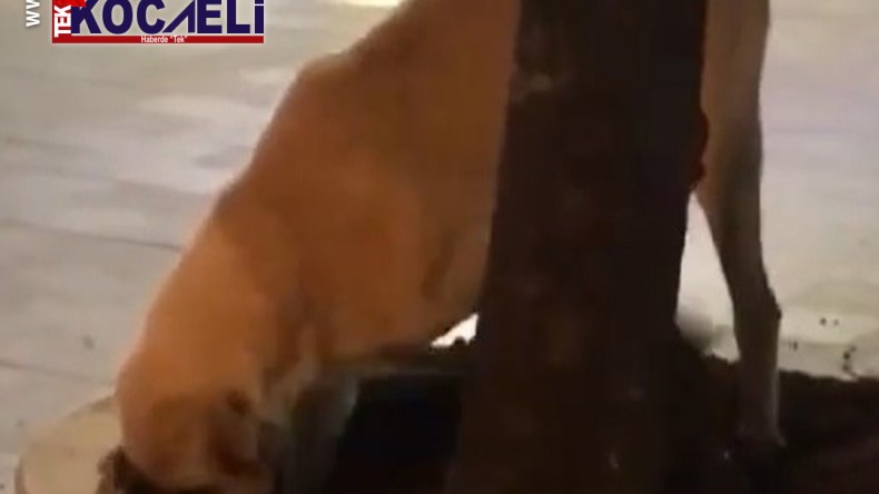 Kazılan topraklar ekipleri harekete geçirdi, bakın altından kim çıktı