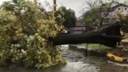 Kocaeli’de şiddetli rüzgar ağacı kökünden söktü