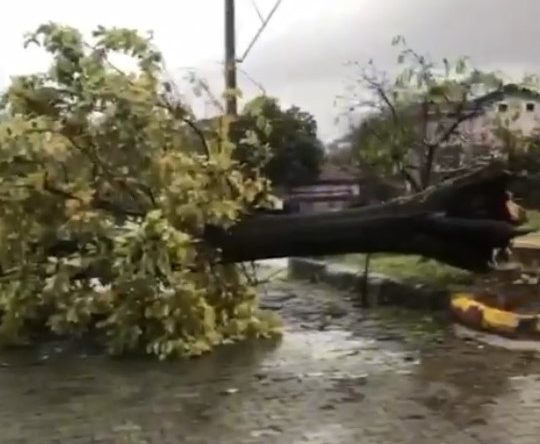 Kocaeli’de şiddetli rüzgar ağacı kökünden söktü