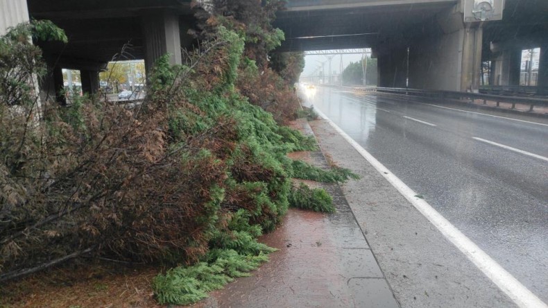 Fırtınaya dayanamayan ağaçlar devrildi