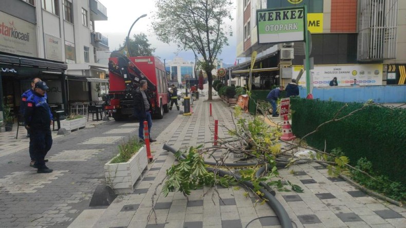 Devrilen ağacın altında kalmaktan son anda kurtuldu