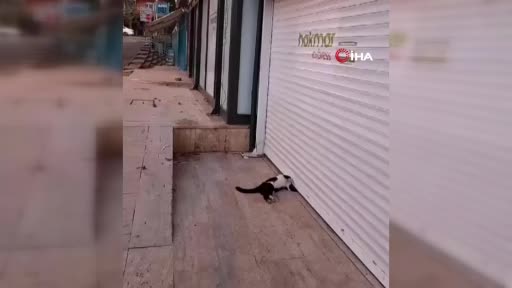 Marketin kepenginin altında kalan kedi telef oldu