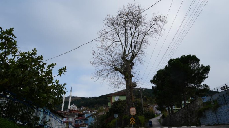 300 yıllık çınar ağacı adeta zamana meydan okuyor