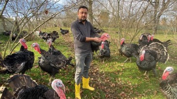 Bu hindiler meşhur: 15 şehre hindi gönderiyorlar