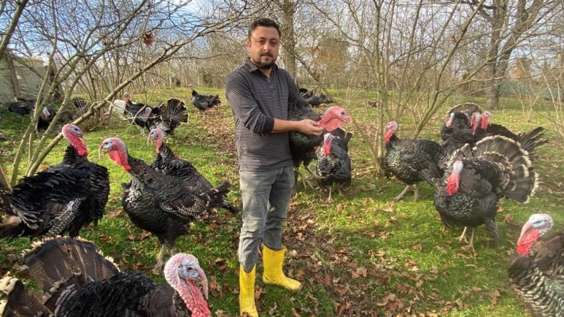 Bu hindiler meşhur: 15 şehre hindi gönderiyorlar