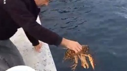 İzmit Körfezi’nde oltaya 3 kiloluk ıstakoz takıldı