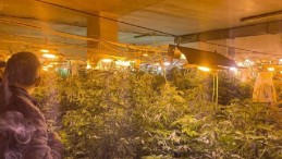 Kullanılmayan iş yerinde 500 kök Hint keneviri ele geçirildi